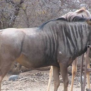 South Africa Blue Wildebeest Bow Hunting