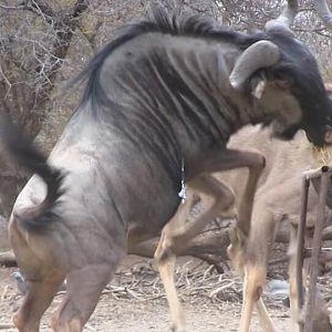 South Africa Blue Wildebeest Bow Hunting