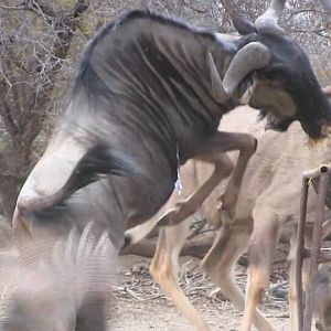 South Africa Blue Wildebeest Bow Hunting