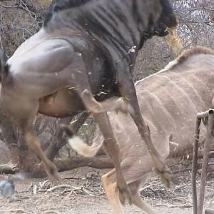 South Africa Blue Wildebeest Bow Hunting