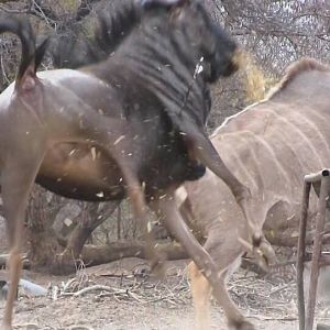 South Africa Blue Wildebeest Bow Hunting