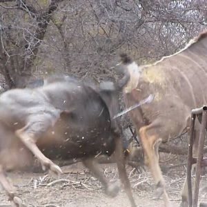 South Africa Blue Wildebeest Bow Hunting