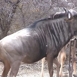 Blue Wildebeest Bow Hunt