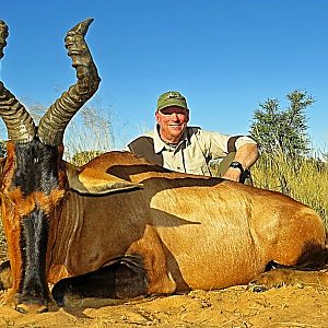 Red Hartebeest