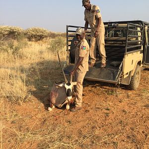 Hunt Gemsbok South Africa