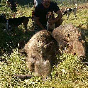 South Africa Bushpig Hunting