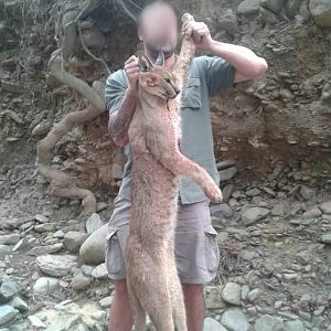 Hunting Caracal in South Africa