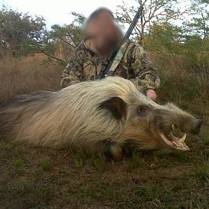 South Africa Bushpig  Hunting