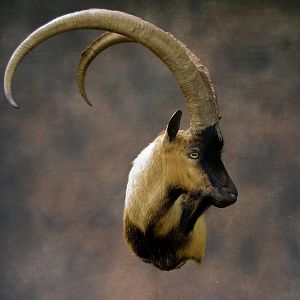 Ibex Shoulder Mount Taxidermy