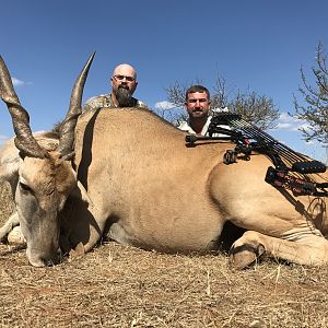 Bow Hunting Eland South Africa