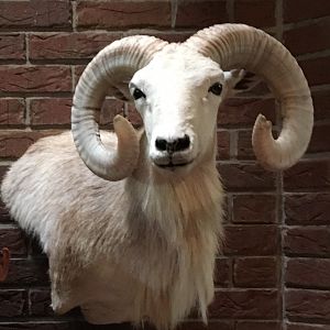 Texas Dall Sheep Shoulder Mount Taxidermy