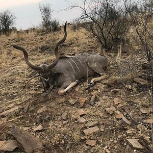 Kudu Hunt Namibia