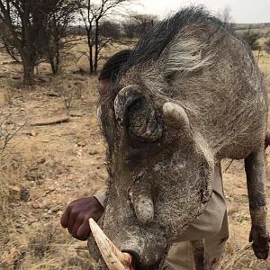 Warthog Namibia Hunting