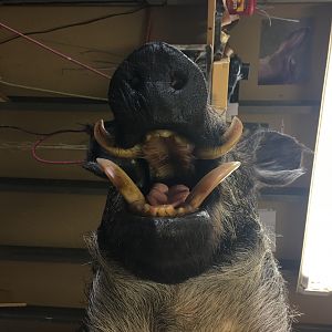 Boar Shoulder Mount Taxidermy