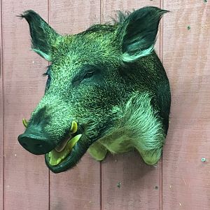 Boar Shoulder Mount Taxidermy