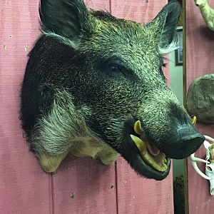 Boar Shoulder Mount Taxidermy