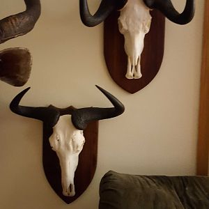 Blue and Black Wildebeest European Skull Mount Taxidermy