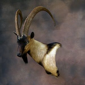 Ibex Shoulder Mount Taxidermy