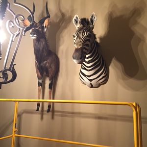 Trophies Shoulder Mount Taxidermy