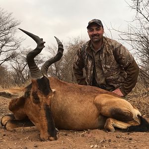 Red Hartebeest Hunt South Africa