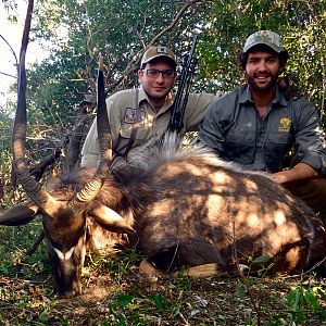 Nyala Hunt South Africa