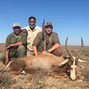 Hunting Blesbok South Africa