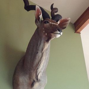 Kudu Shoulder Mount Taxidermy