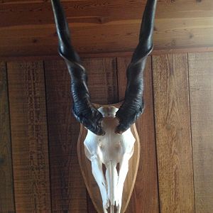 European Skull Mount Taxidermy