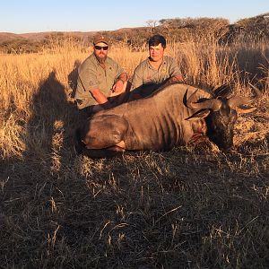 South Africa Blue Wildebeest Hunting