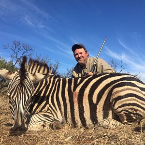 South Africa Burchell's Plain Zebra Hunting