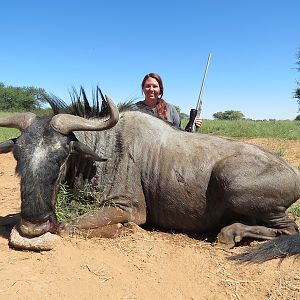 Blue Wildebeest