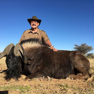 Black Wildebeest