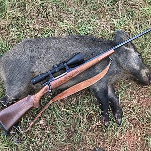 Hog Hunting