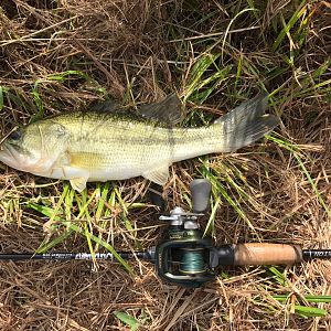 Fishing Bass