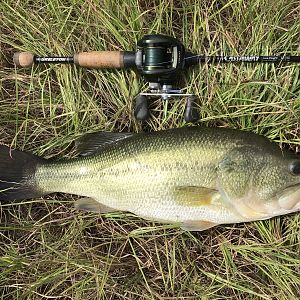 Fishing Bass