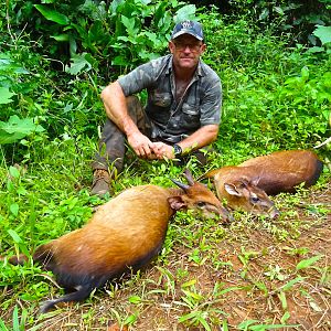 Hunting Bay Duiker in Congo