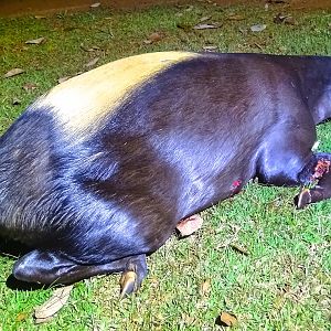 Yellow-backed Duiker Congo Hunt