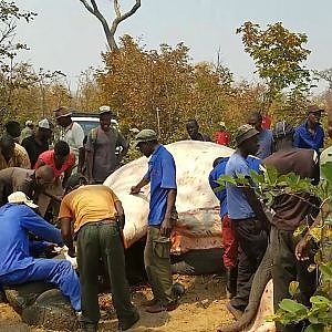 Skinning of Elephant Zimbabwe Part 1