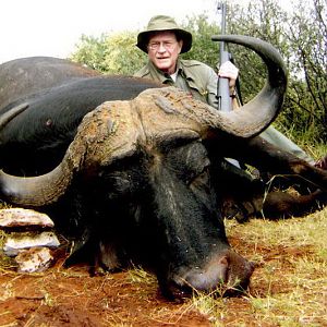 Cape Buffalo South Africa Hunt