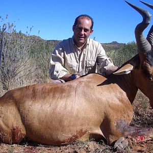 Red Hartebeest Hunt South Africa