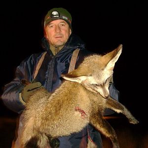 Bat-eared Fox South Africa Hunt