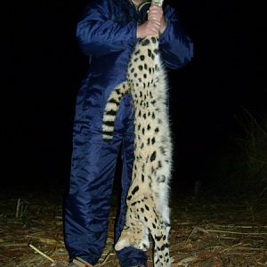 Serval Cat Hunting in South Africa