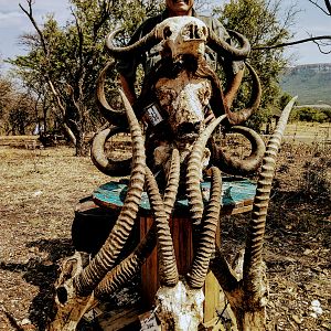 Cape Buffalo & Sable Antelope Hunting in South Africa