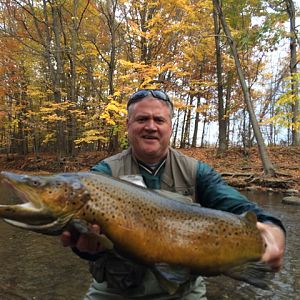 Brown Trout Fishing