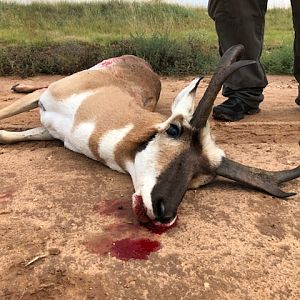 Pronghorn Hunt