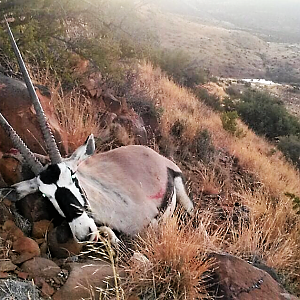 Hunt Gemsbok South Africa