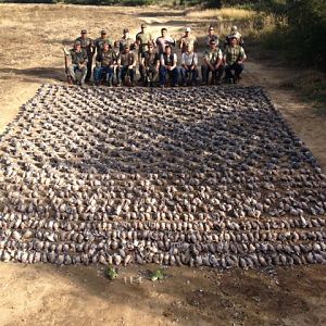 Argentina Bird Hunting