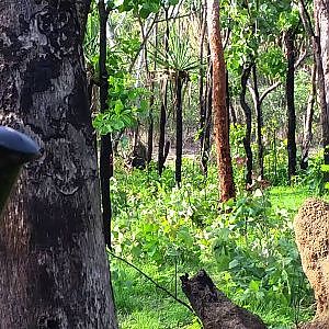 Hunting Water Buffalo Australia