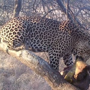 Leopard Tanzania Trail Cam