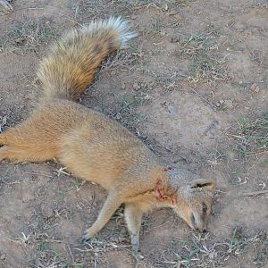 Yellow Mongoose Hunting